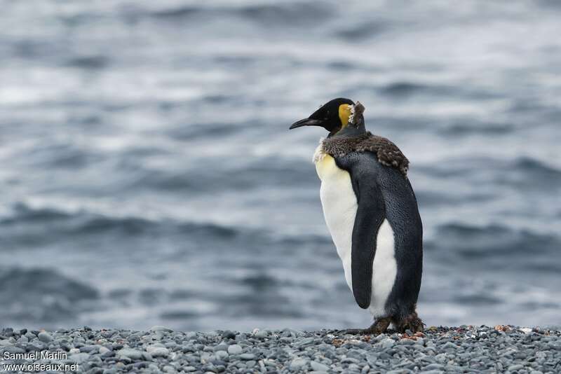 King Penguinjuvenile, moulting