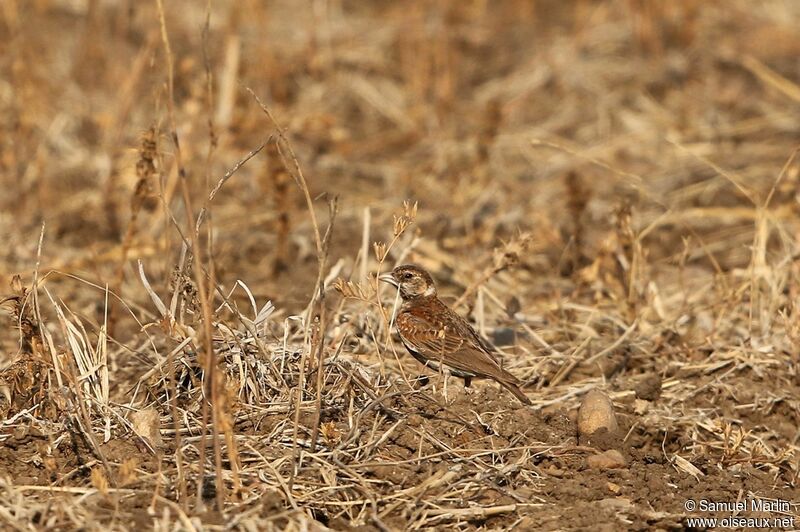 Chestnut-backed Sparrow-Lark female adult