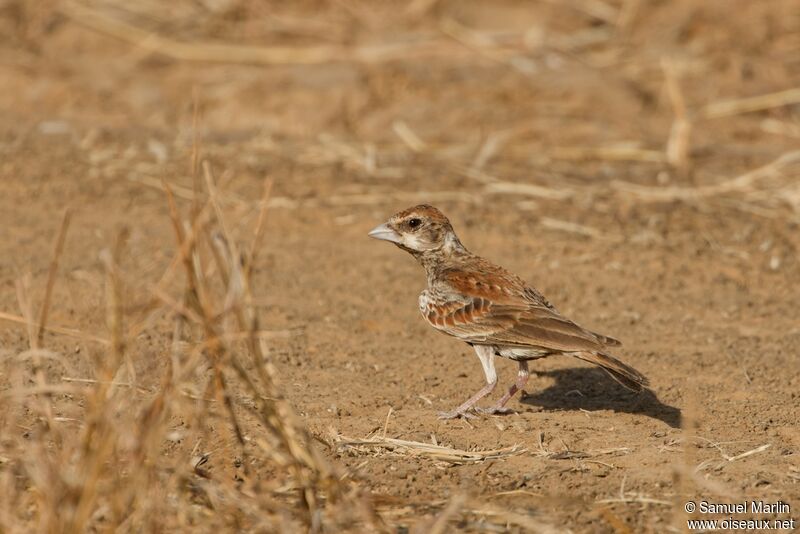 Chestnut-backed Sparrow-Larkadult
