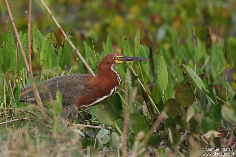 Rufescent Tiger Heron male adult