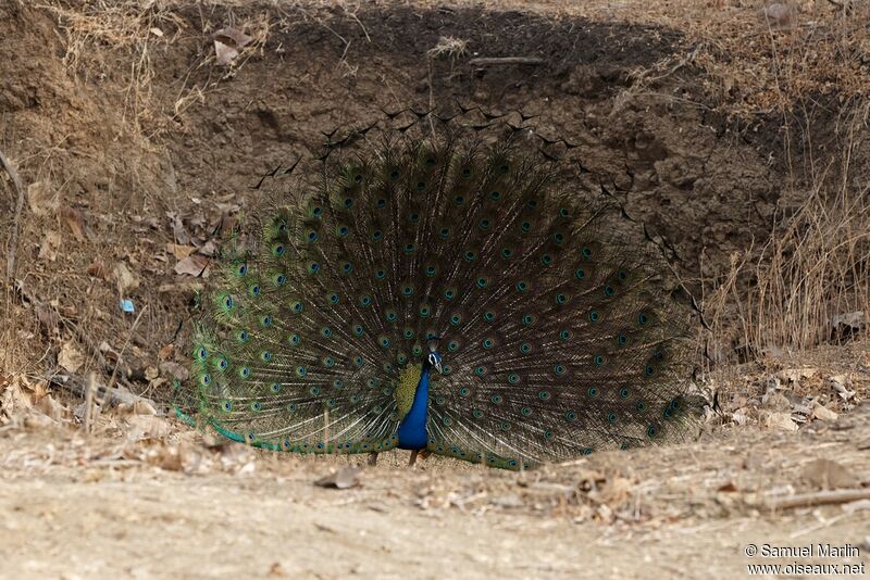 Indian Peafowl male adult, courting display