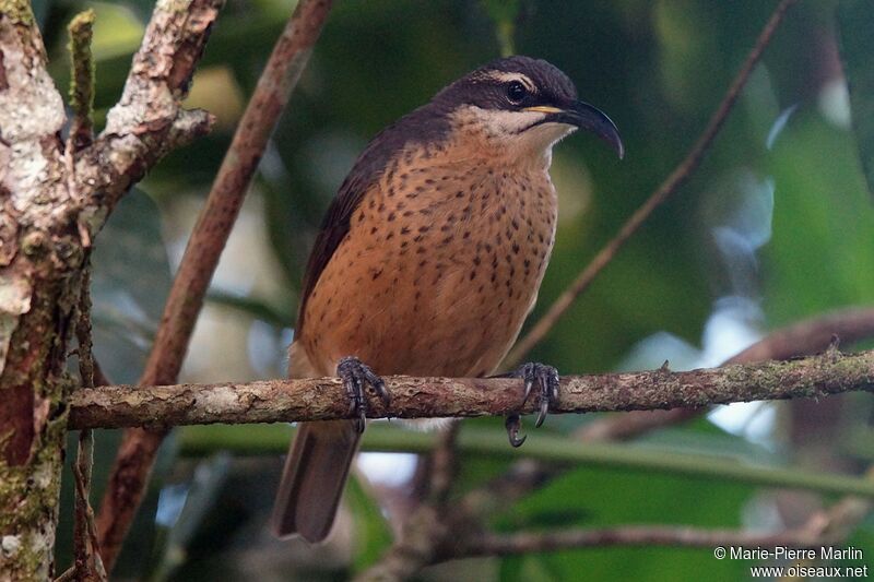 Victoria's Riflebird female adult