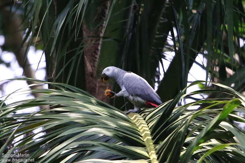 Grey Parrot male adult, habitat, pigmentation, eats