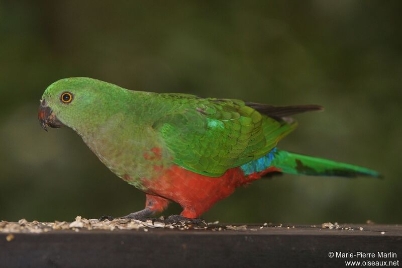 Australian King Parrot female adult