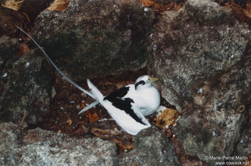 White-tailed Tropicbird female adult, identification