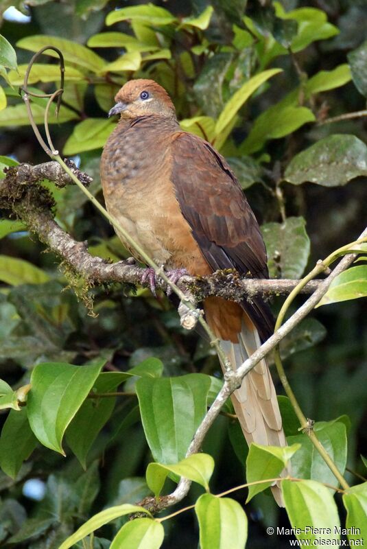Brown Cuckoo-Doveadult