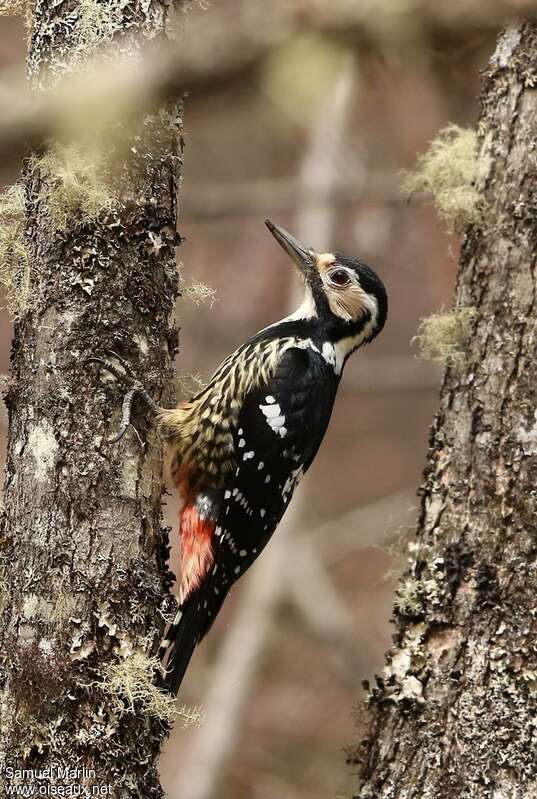 White-backed Woodpecker female adult breeding, pigmentation