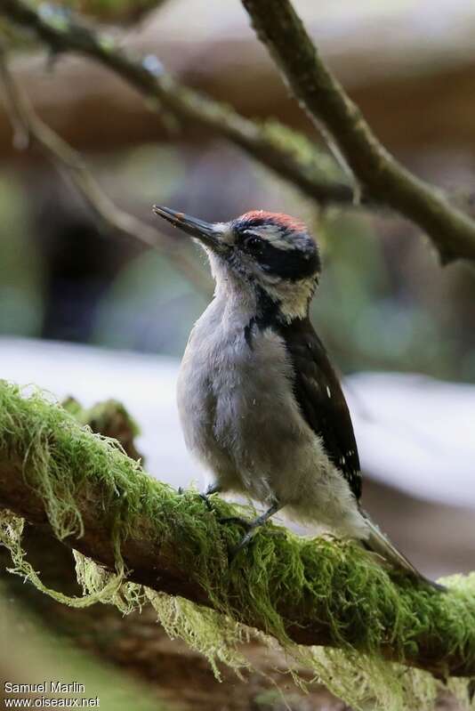 Hairy Woodpeckerjuvenile, identification