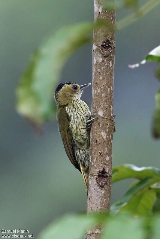 Elliot's Woodpecker female adult, identification