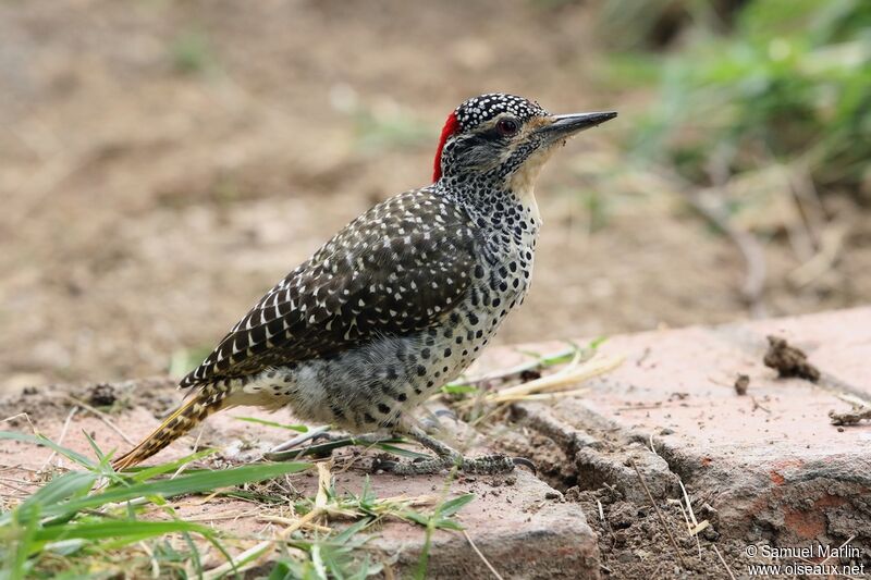 Nubian Woodpecker male adult