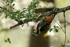Necklaced Woodpecker