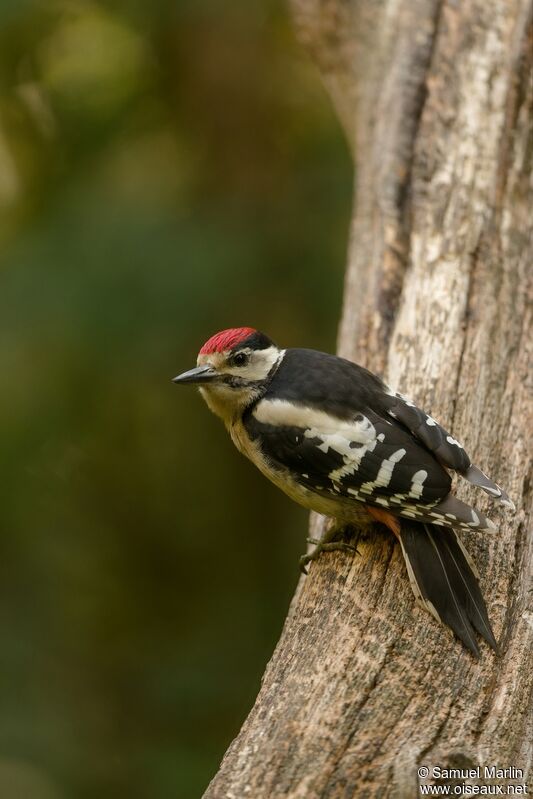 Great Spotted Woodpeckeradult