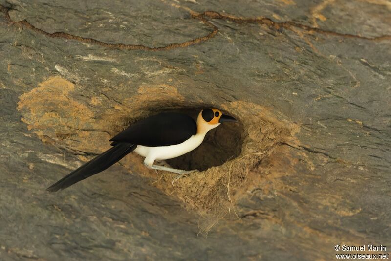 White-necked Rockfowladult, Reproduction-nesting