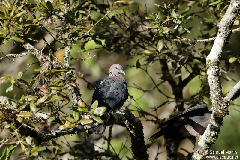 Sri Lanka Wood Pigeon