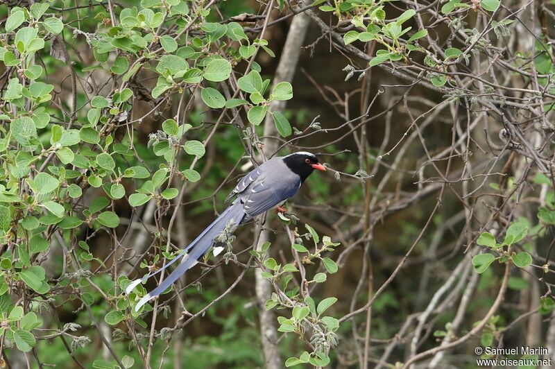 Red-billed Blue Magpieadult