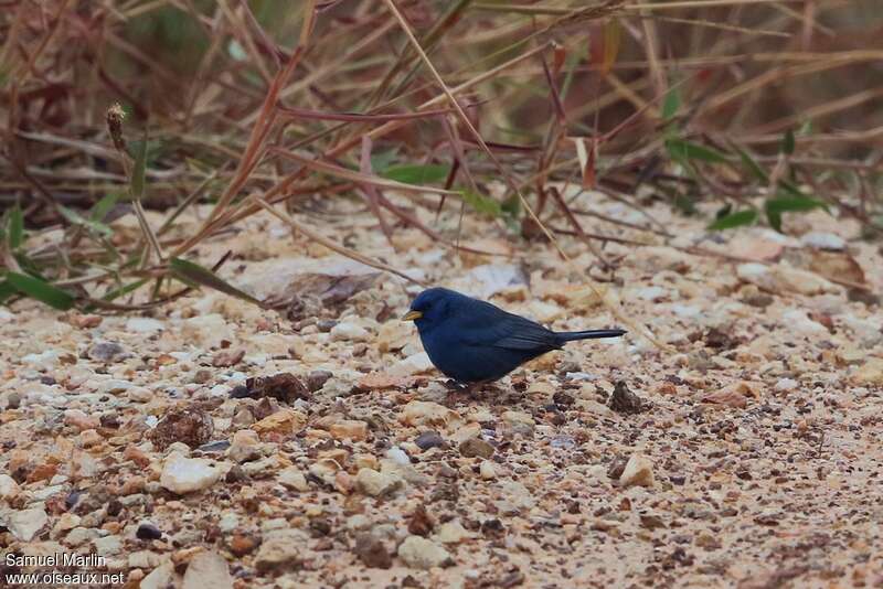 Blue Finch male adult