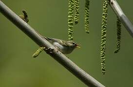 Emei Leaf Warbler