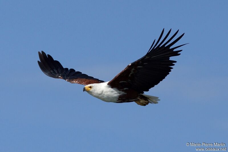 African Fish Eagle male adult, Flight