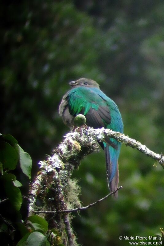 Resplendent Quetzal female adult