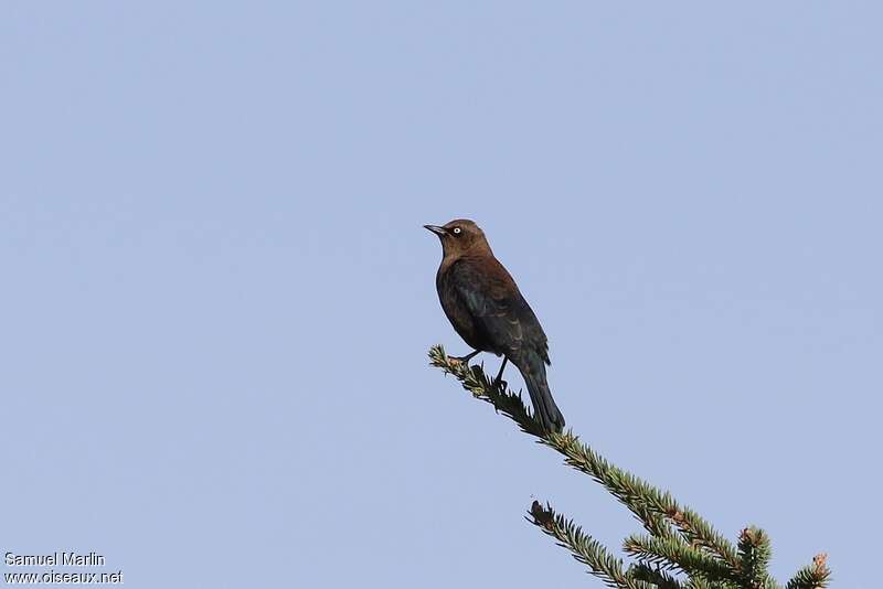 Rusty Blackbird female adult, identification