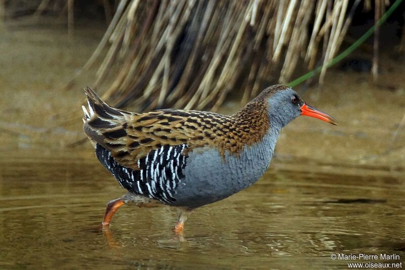 Water Rail male adult