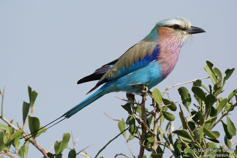 Lilac-breasted Roller male adult