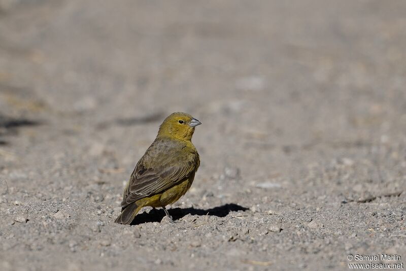 Greenish Yellow Finch male adult