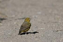 Greenish Yellow Finch