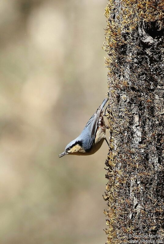 Chestnut-vented Nuthatch male adult