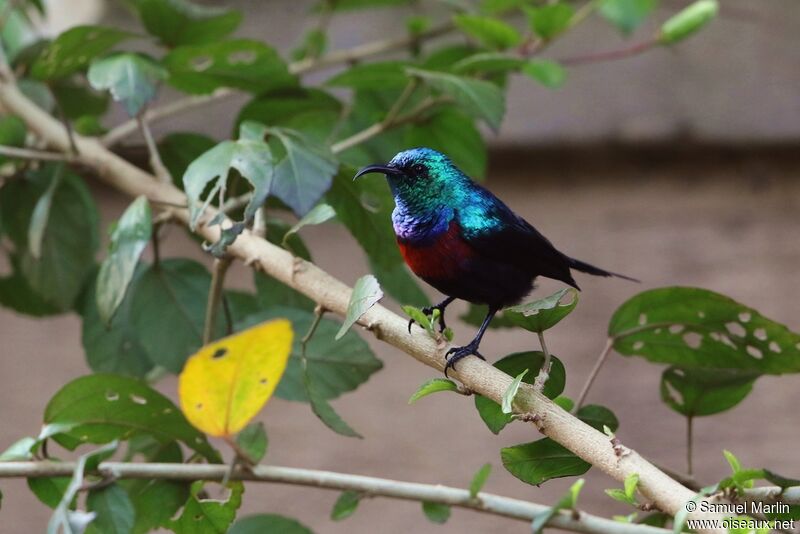 Red-chested Sunbird male adult