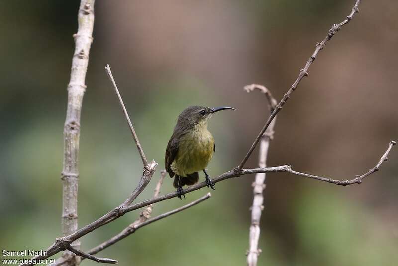 Northern Double-collared Sunbird female adult, close-up portrait