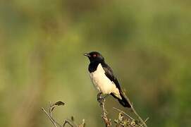 Magpie Starling