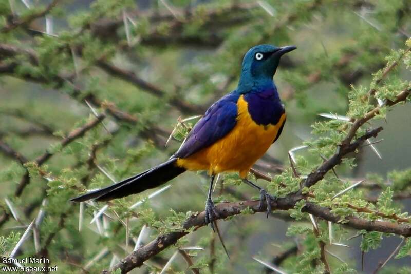 Golden-breasted Starling male adult, identification