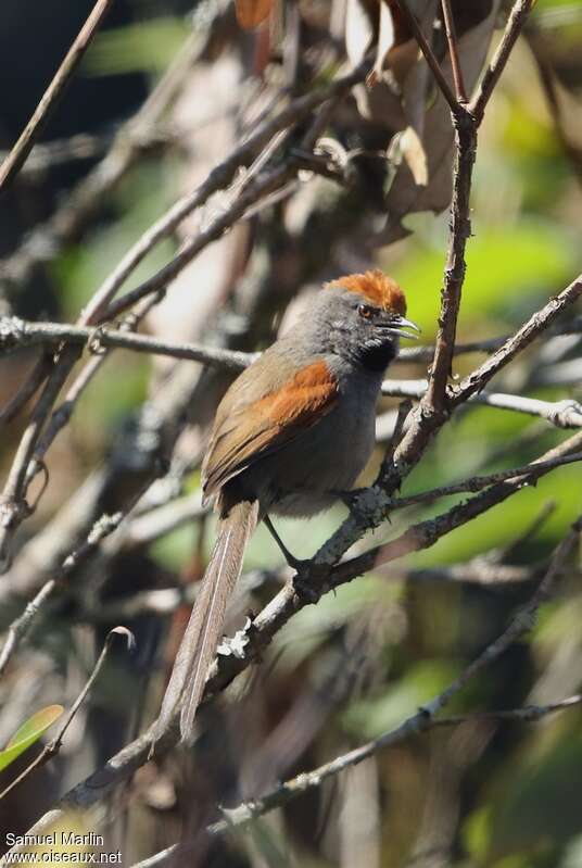 Spix's Spinetail male adult