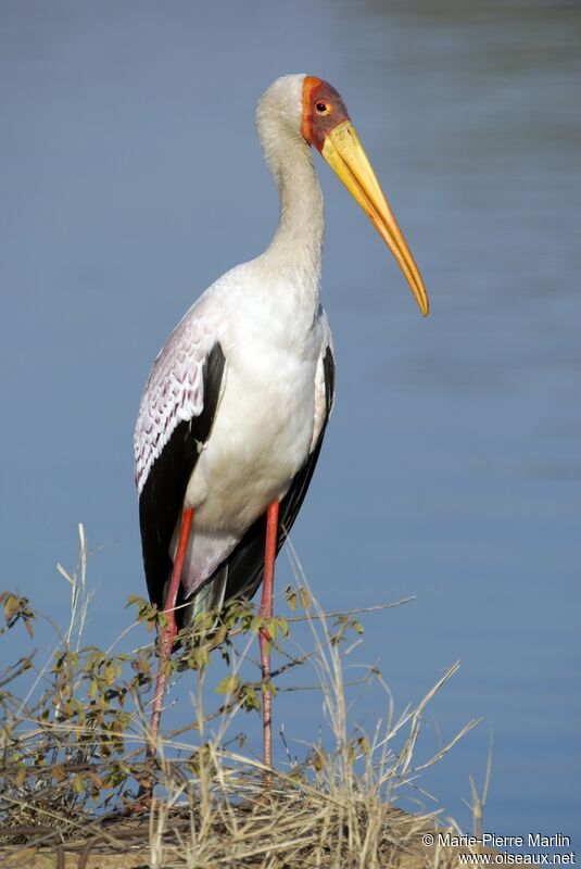 Yellow-billed Stork male adult
