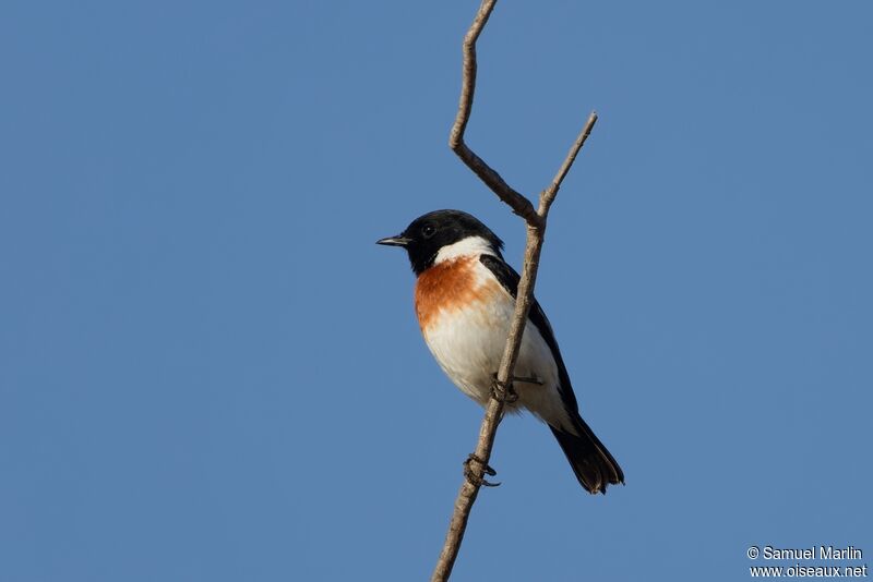 African Stonechat male adult