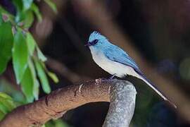 African Blue Flycatcher