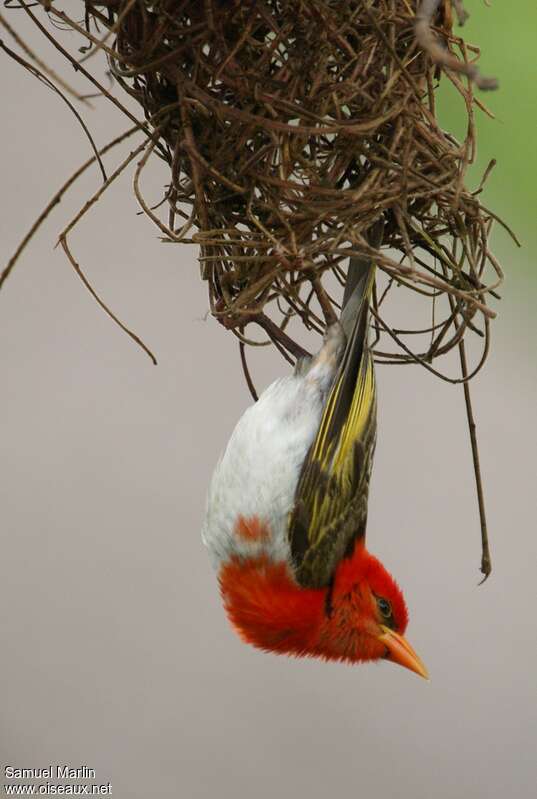 Red-headed Weaver male adult, pigmentation, Reproduction-nesting, Behaviour