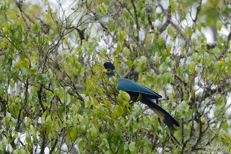 Great Blue Turaco male adult