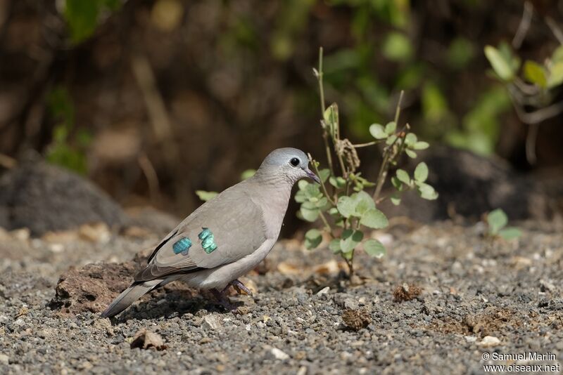 Emerald-spotted Wood Dove male adult