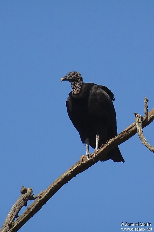 Black Vulture male adult