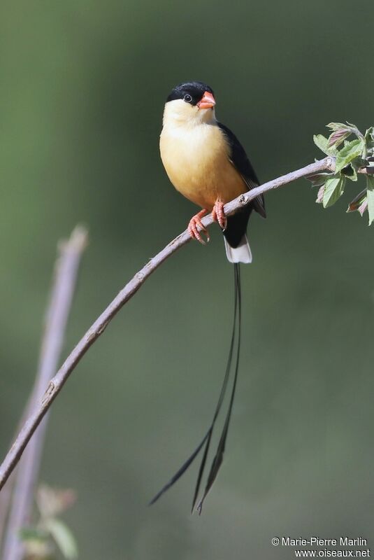 Shaft-tailed Whydah male adult
