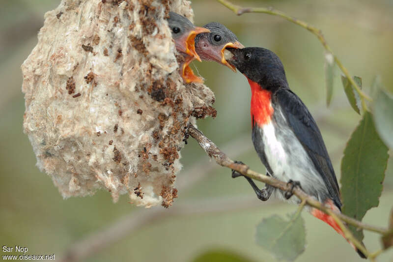 Mistletoebird, Reproduction-nesting