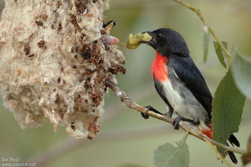 Mistletoebird male adult, Reproduction-nesting
