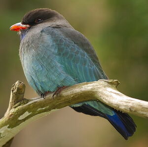 Oriental Dollarbird