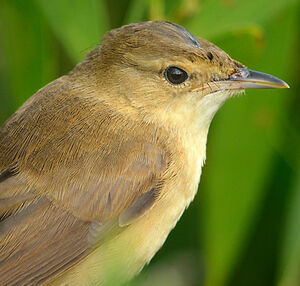 Australian Reed Warbler