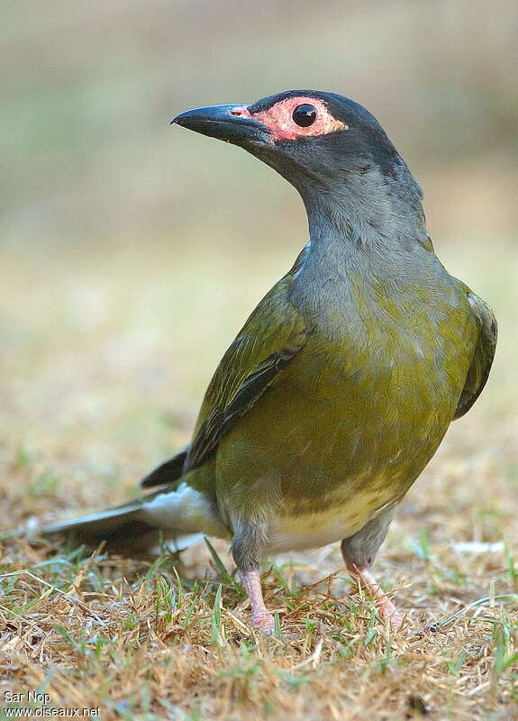Australasian Figbird male adult