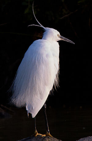 Aigrette garzette