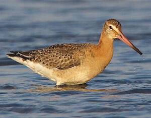 Black-tailed Godwit