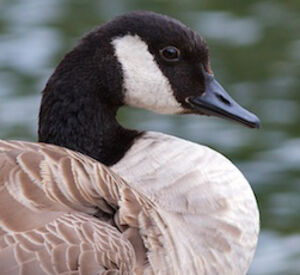 Canada Goose